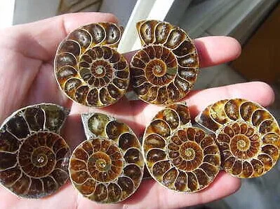 90g 3 poros Splitas Ammonite Iškastinio Pavyzdys Shell Gydymo Madagaskaras